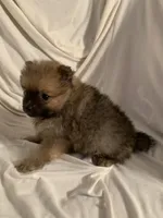 Boy 2, a male Pomeranian for sale in Moody, TX – Photo 3 of 3