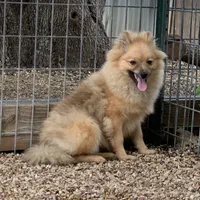 Boy 2, a male Pomeranian for sale in Moody, TX – Photo 1 of 3