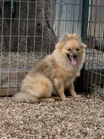 Boy 2, a male Pomeranian for sale in Moody, TX – Photo 1 of 3