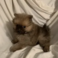 Boy 2, a male Pomeranian for sale in Moody, TX – Photo 2 of 3