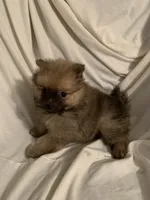 Boy 2, a male Pomeranian for sale in Moody, TX – Photo 2 of 3