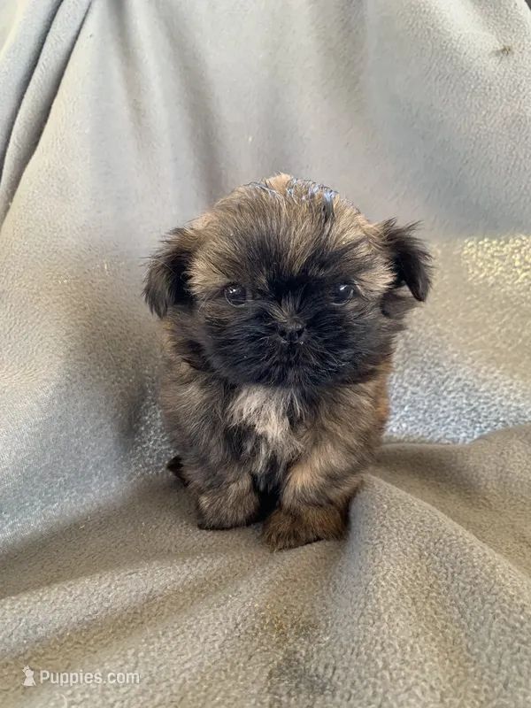 Boy 2 – Shih Tzu puppy for sale in Moody, TX