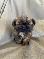 Boy 2, a male Shih Tzu for sale in Moody, TX – 1 of 1