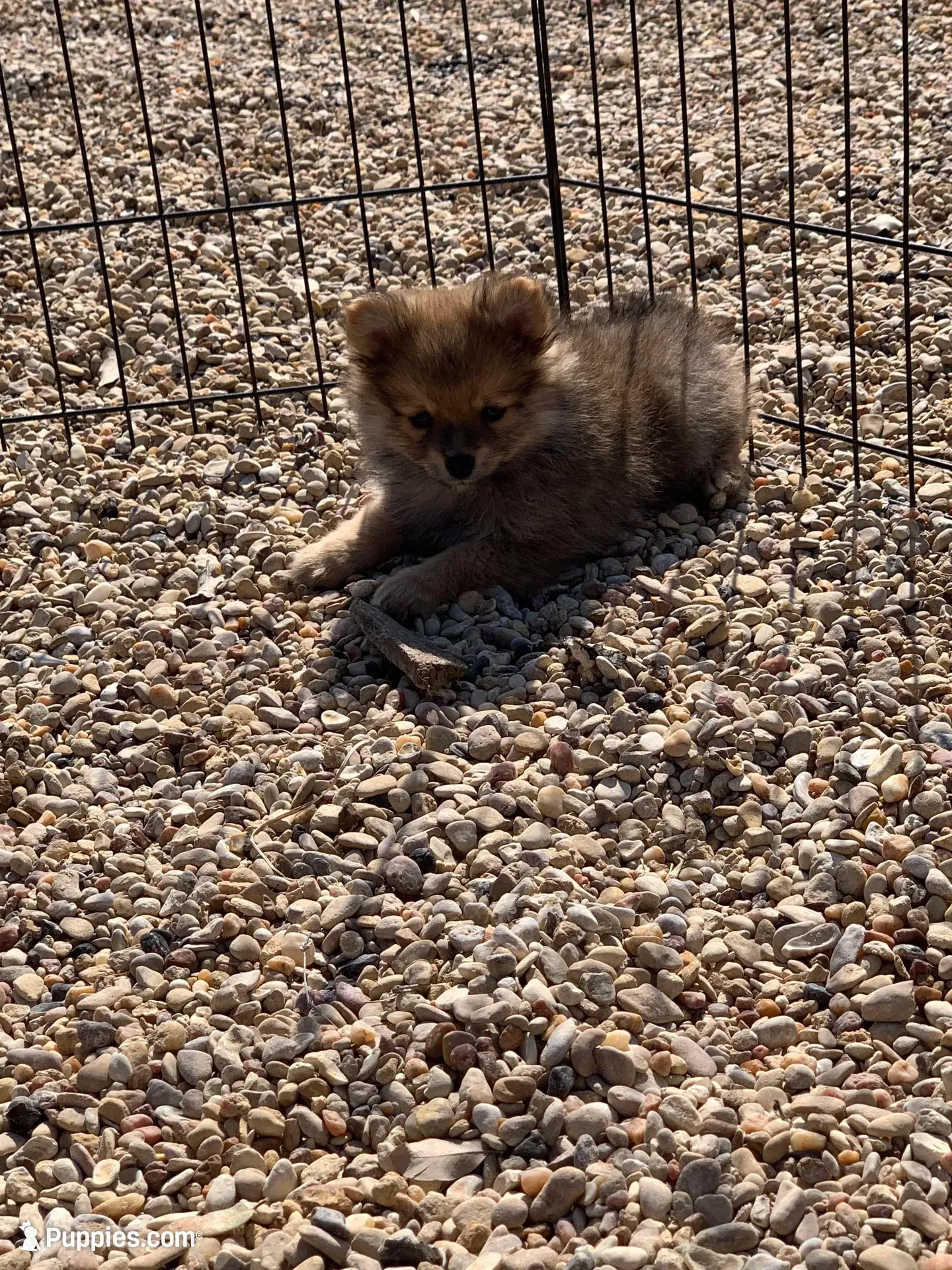 Butter boy, two, a male Pomeranian for sale in Moody, TX – 2 of 3