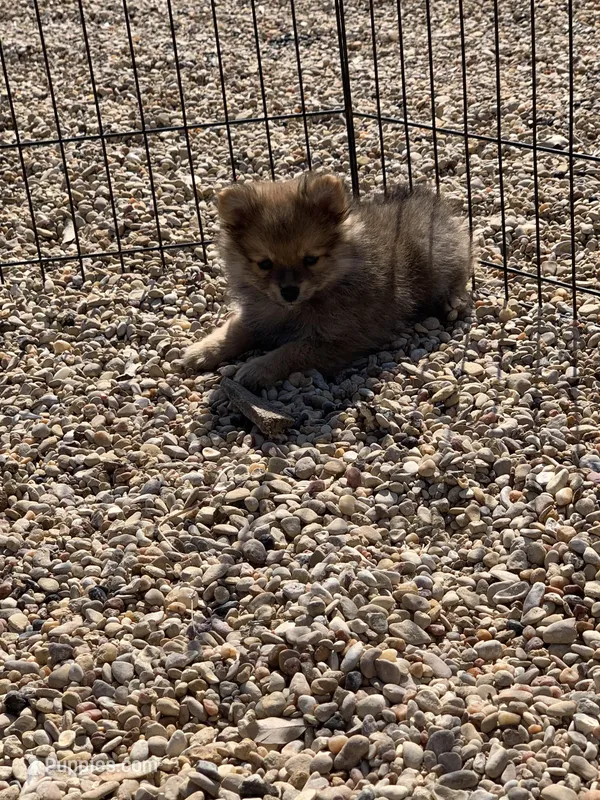Butter boy, two, a male Pomeranian for sale in Moody, TX – Photo 1 of 1