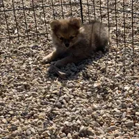 Butter boy, two, a male Pomeranian for sale in Moody, TX – 1 of 1