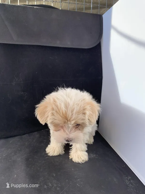 Alexa, a female Maltese and Poodle - Toy  for sale in Moody, TX – Photo 1 of 2