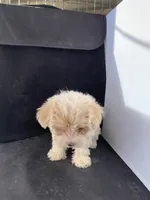 Alexis, a female Maltese and Poodle - Toy  for sale in Moody, TX – Photo 2 of 2