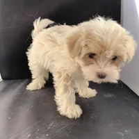 Alexis, a female Maltese and Poodle - Toy  for sale in Moody, TX – Photo 2 of 2