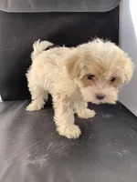 Alexis, a female Maltese and Poodle - Toy  for sale in Moody, TX – Photo 1 of 2