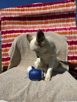 Bells, boy, a male Pomeranian for sale in Moody, TX – 1 of 1