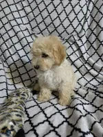 Boy 2, a male Yorkipoo and Poodle - Toy  for sale in Moody, TX – Photo 1 of 2