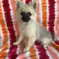 Bells girl, a female Pomeranian for sale in Moody, TX – Photo 1 of 2