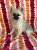 Bells girl, a female Pomeranian for sale in Moody, TX – Photo 1 of 2