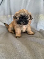 Boy 1, a male Shih Tzu for sale in Moody, TX – 1 of 1