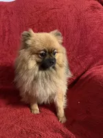 Baby Girl, a female Pomeranian for sale in Moody, TX – 2 of 5
