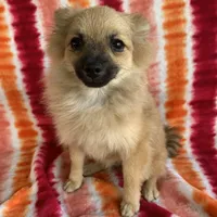 Baby Girl, a female Pomeranian for sale in Moody, TX – Photo 1 of 3