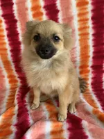 Baby Girl, a female Pomeranian for sale in Moody, TX – Photo 1 of 3