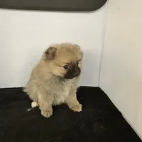 Baby Girl, a female Pomeranian for sale in Moody, TX – Photo 2 of 3