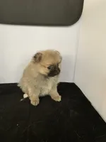 Baby Girl, a female Pomeranian for sale in Moody, TX – Photo 2 of 3