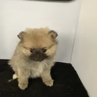 Baby Girl, a female Pomeranian for sale in Moody, TX – Photo 3 of 3