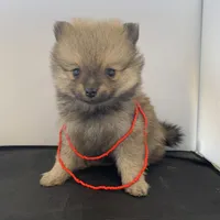 G-4, a female Pomeranian for sale in Moody, TX – 1 of 1