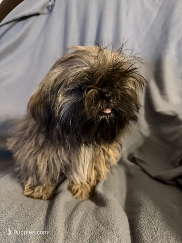 Boy 2 – Shih Tzu puppy for sale in Moody, TX