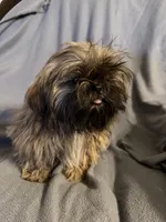 Boy 2, a male Shih Tzu for sale in Moody, TX – 1 of 2
