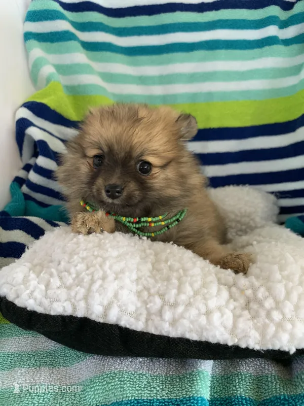 Butter girl, , a female Pomeranian for sale in Moody, TX – Photo 1 of 2