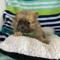 Butter girl, , a female Pomeranian for sale in Moody, TX – Photo 1 of 2