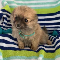 Butter girl, , a female Pomeranian for sale in Moody, TX – Photo 2 of 2