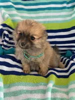 Butter girl, , a female Pomeranian for sale in Moody, TX – Photo 2 of 2