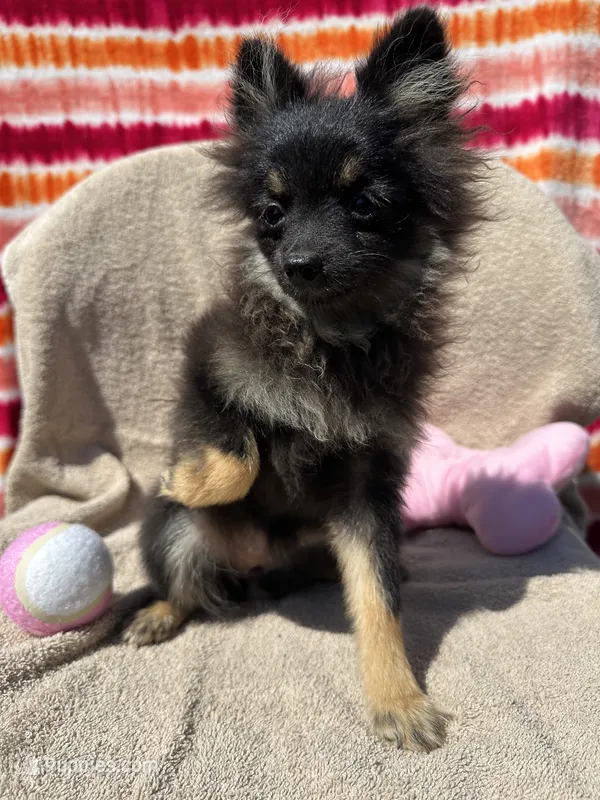 Beautiful – Pomeranian puppy for sale in Moody, TX