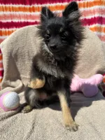 Beautiful, a female Pomeranian for sale in Moody, TX – 1 of 1