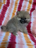 Dime, a female Pomeranian for sale in Moody, TX – Photo 2 of 3