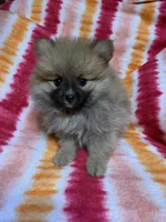 Dime, a female Pomeranian for sale in Moody, TX – Photo 3 of 3