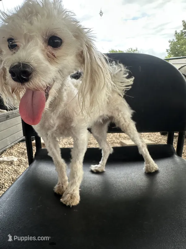 Alexa – Maltese, Poodle - Toy  puppy for sale in Moody, TX