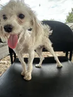 Alexa, a female Maltese and Poodle - Toy  for sale in Moody, TX – 1 of 3