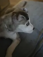 Stoney, a female American Pit Bull Terrier and Alaskan Husky for sale in Atlanta, GA – Photo 6 of 6