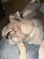 Stoney, a female American Pit Bull Terrier and Alaskan Husky for sale in Atlanta, GA – Photo 2 of 6