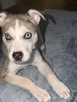 Stoney, a female American Pit Bull Terrier and Alaskan Husky for sale in Atlanta, GA – Photo 3 of 6