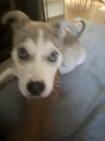 Stoney, a female American Pit Bull Terrier and Alaskan Husky for sale in Atlanta, GA – Photo 4 of 6