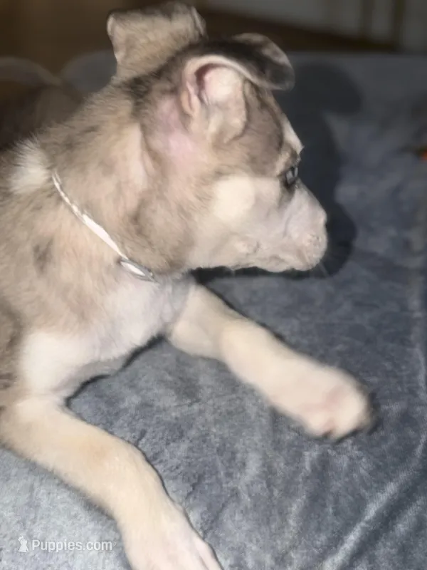 Stoney – American Pit Bull Terrier, Alaskan Husky puppy for sale in Atlanta, GA
