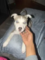 Stoney, a female American Pit Bull Terrier and Alaskan Husky for sale in Atlanta, GA – Photo 5 of 6