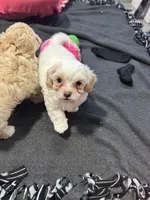 Chuck, a female Maltipoo for sale in Visalia, CA – Photo 4 of 5