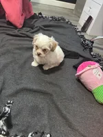 Chuck, a female Maltipoo for sale in Visalia, CA – Photo 5 of 5