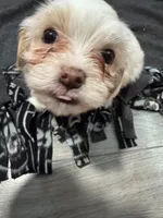 Chuck, a female Maltipoo for sale in Visalia, CA – Photo 3 of 5