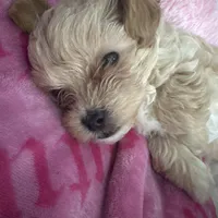 Minho, a male Maltipoo for sale in Visalia, CA – Photo 2 of 3