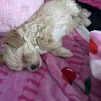 Minho, a male Maltipoo for sale in Visalia, CA – Photo 3 of 3