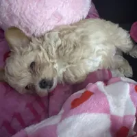 Minho, a male Maltipoo for sale in Visalia, CA – Photo 1 of 3